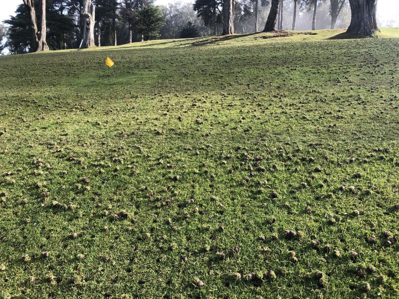 Aeration and Overseeding