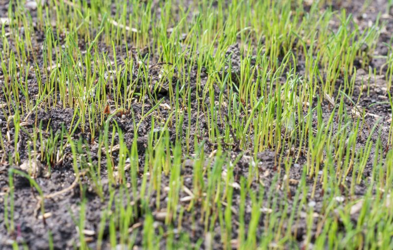 Aeration and Overseeding