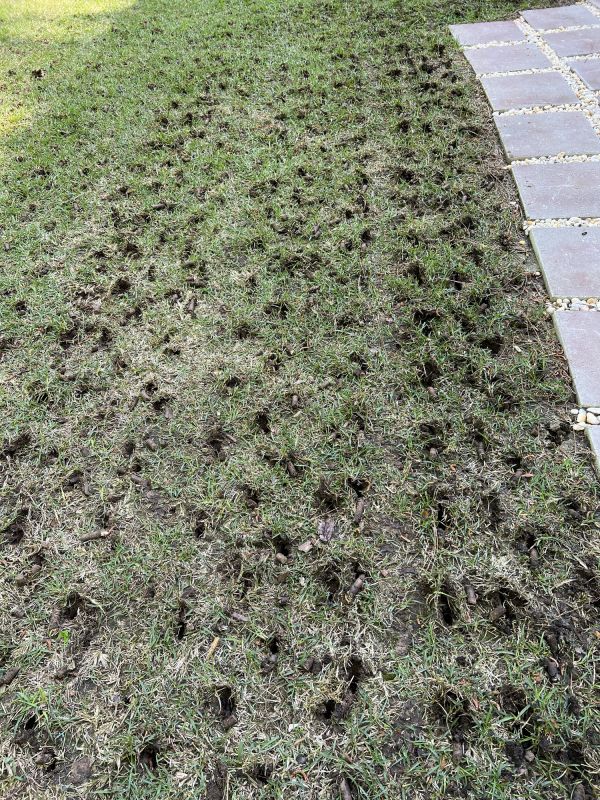 Aerated Lawn Surface