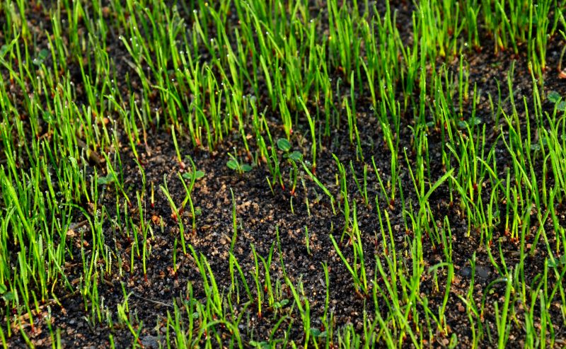 Healthy Lawn After Aeration