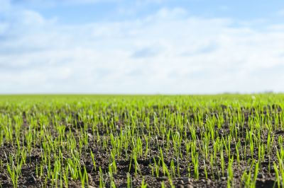 Aeration and Overseeding