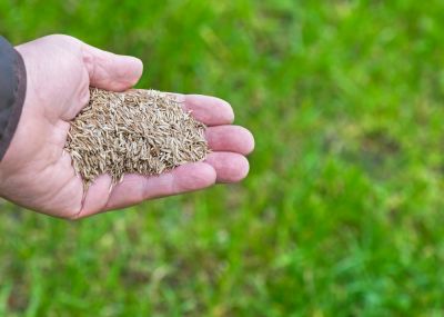 Get Overseeding of Your Grass for a Thicker Lawn!